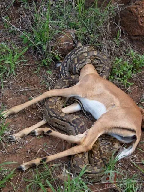 Görüntüler Türkiye'den! Ava giderken "avlandı" 25