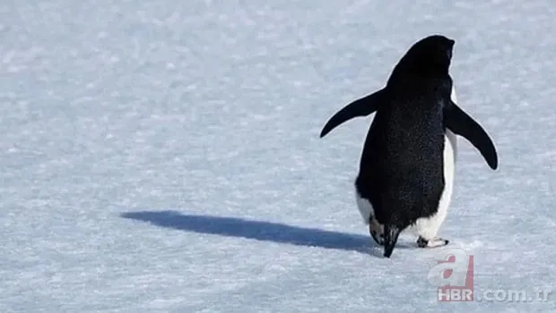 Tek başına yürüyen penguen olayı nedir, hangi belgeselde yayınlandı? Nihilizm ne demek? 3