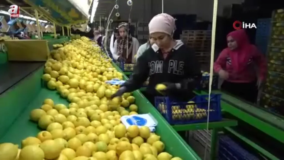 Limonda yoğun hasat dönemi