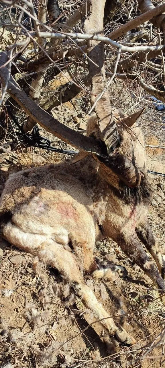 Tunceli’de kırmızı listedeki nesli tükenen keçiyi vurdular: Şüpheliler her yerde aranıyor
