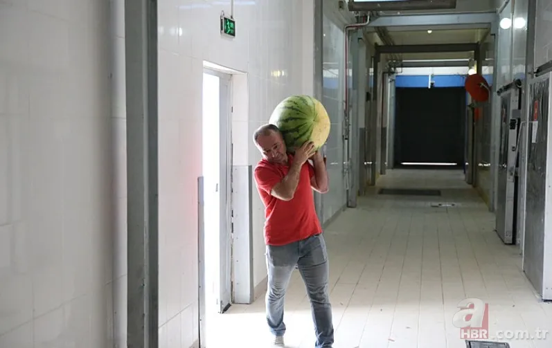 Güvercin gübresi ile özel olarak üretildi! Sır gibi saklanan 64 adet karpuz korumaya alındı: Nedeni şaşkına çevirdi 10