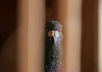 Yeni rota belirleniyor: Hedef Avrupa