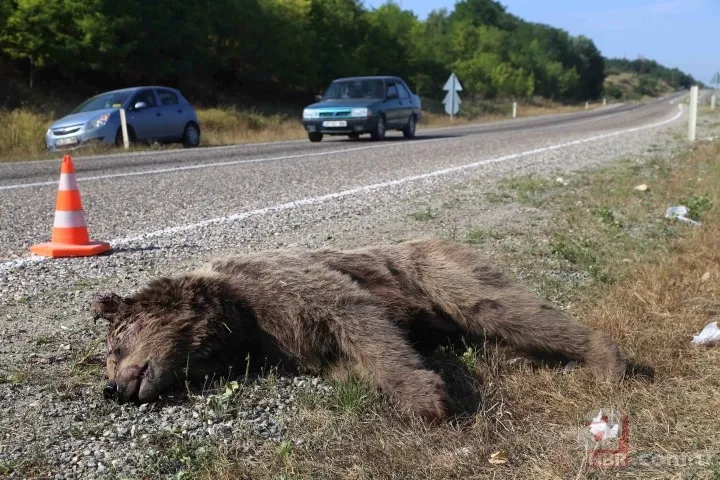 Kastamonu'da aracın çarptığı bozayı telef oldu 7