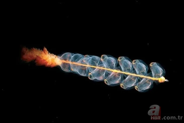 Bilim dünyasını şaşkına çeviren olay! Asırlara meydan okumuş! Tam 5 bin yıllık 17