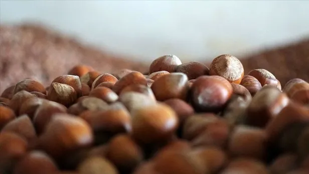 Fındık fiyatları açıklandı mı, belli oldu mu? 2021 fındık fiyatları ne zaman açıklanacak? İllere göre liste...