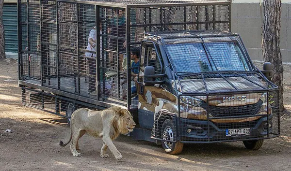 Buna kim izin verdi! Aslan safarisine büyük tepki - 2