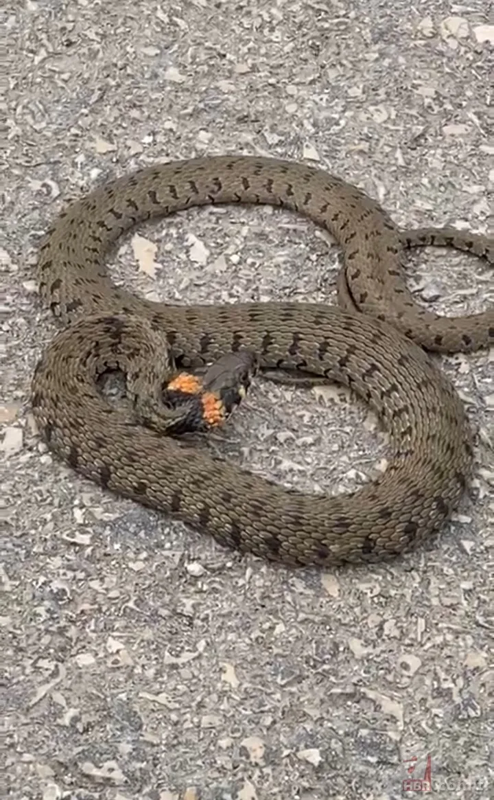 Sıcaklıklar arttı... Bahçede ortaya çıktı! 1,5 metre uzunluğunda yılan böyle görüntülendi 1