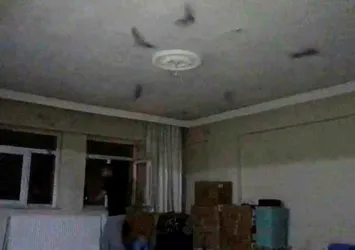 Ağrı'da iki gencin evini yarasalar bastı