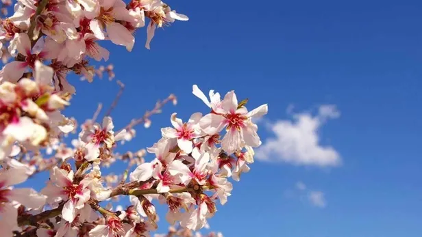 ilk-cemre-dustu-mu-ne-zaman-dusecek-havaya-suya-topraga-cemre-dusme-tarihleri-2024-1707388669416.jpg İlk cemre düştü mü, ne zaman düşecek? Havaya, suya, toprağa cemre düşme tarihleri 2024 - 1