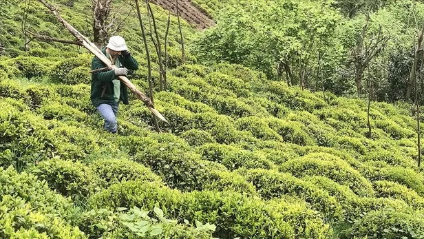 ÇAYKUR işçi alımı başvuru ekranı: 2022 ÇAYKUR mevsimlik işçi alımı başvuru nasıl yapılır? Şartlar ve kadro dağılımı...