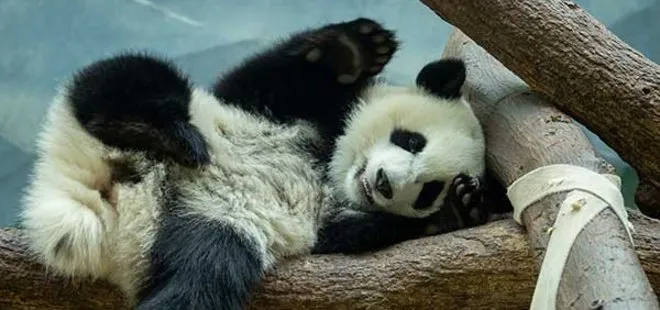 Hadi ailece ipucu sorusu: Pandaların olmazsa olmazları nelerdir? Pandalar hakkında kısaca bilgi