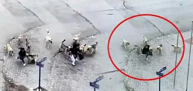 Ankara’da yürekleri ağza getiren olay: 7 köpeğin arasında kaldı! Lise öğrencisini güvenlik görevlisi son anda kurtardı