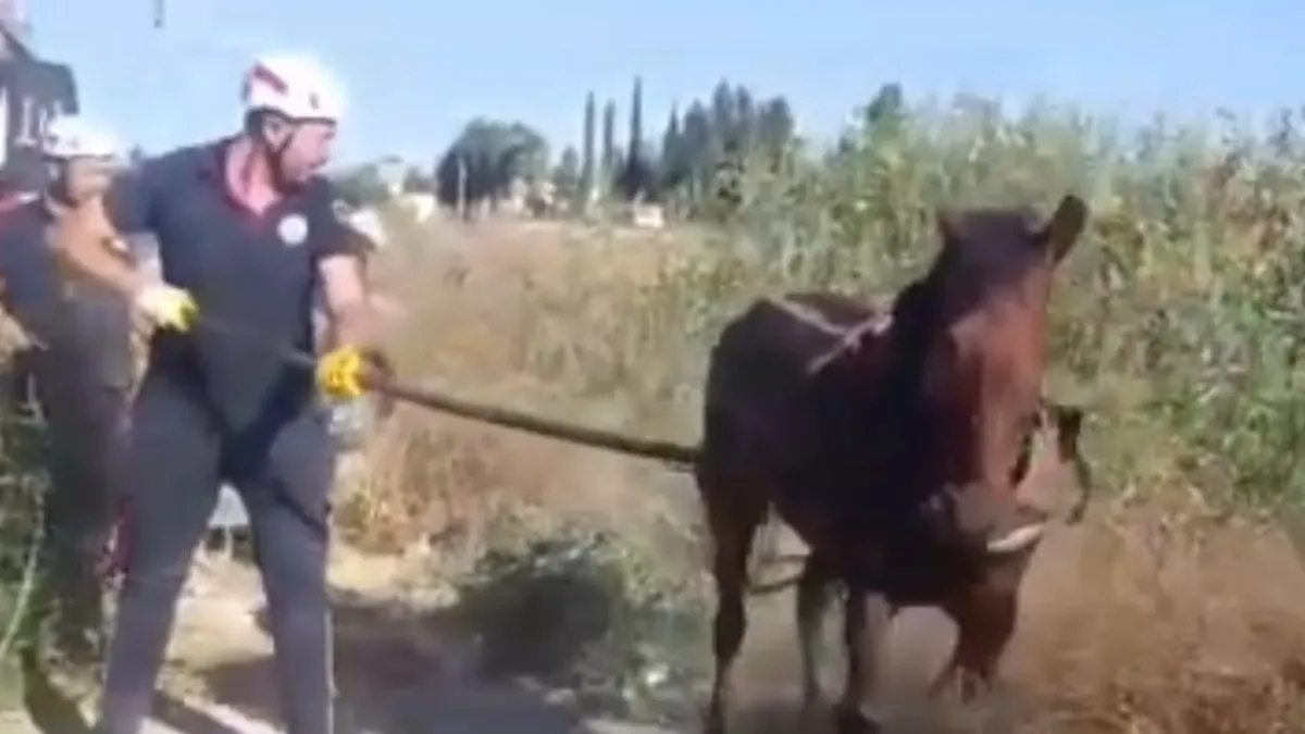 Tahliye kanalına düşen at kurtarıldı
