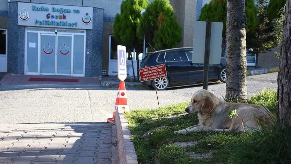Sağlık Bakanlığı’ndan 81 ile yazı! Hastanelerde sahipsiz hayvan olmayacak