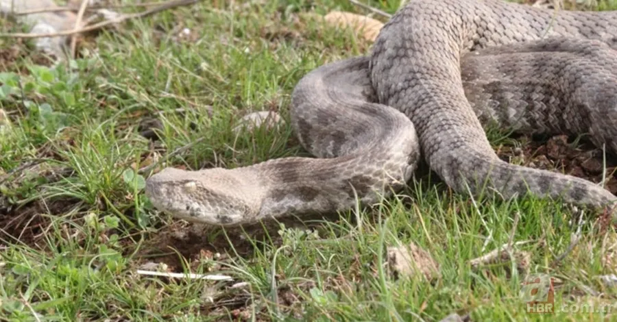 Bu yılanı görünce arkanıza bakmadan kaçın! Muş, Hakkari, Bingöl, Diyarbakır, Malatya… Türkiye’nin dört bir yanında görüldü! Tek ısırığıyla… 7