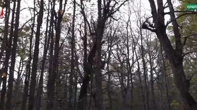 Dünya tek! Bu ormana girmek yasak