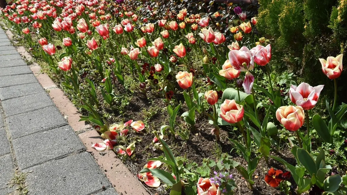İstanbul'da lale zamanı başladı, Pendik Korusu'nda renk cümbüşü yaşandı