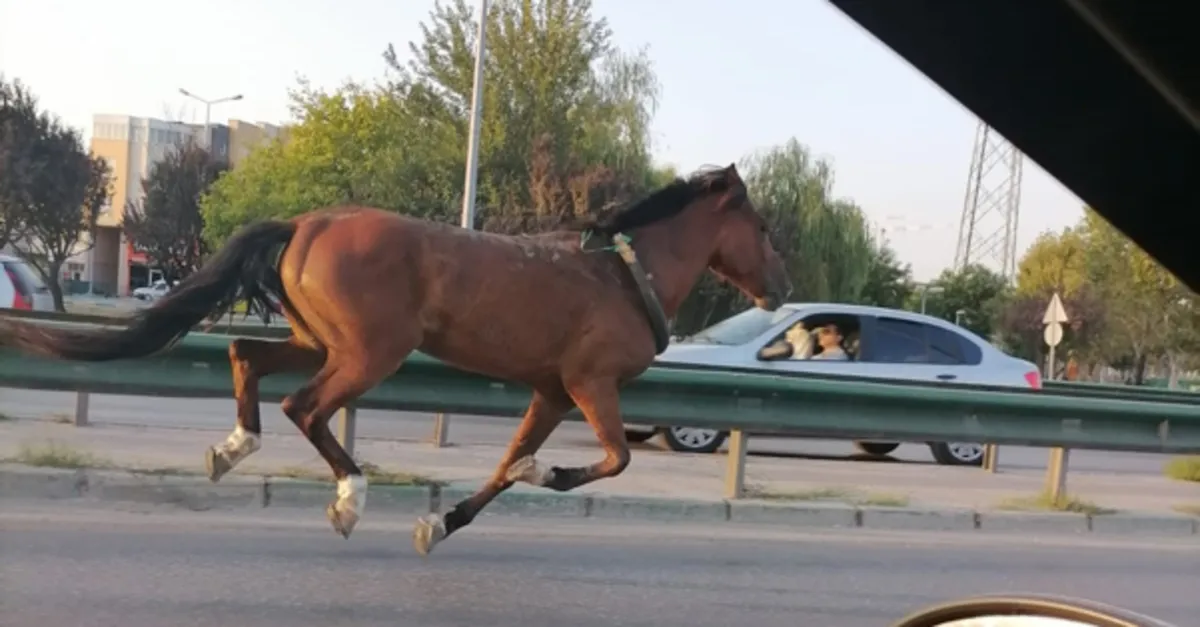 Gören şaştı kaldı! Trafiği altüst etti