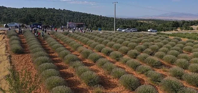 Afyonkarahisar'da 1 ay sürecek hareketlilik! Lavanta hasadı başladı