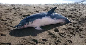 Ölü yunus balığı sahile vurdu