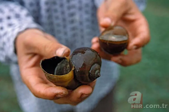 Uğur böceğinin mucizesi meğer kanatlarındaymış! 49