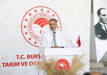 Siyez buğdayı ve çörek otunda hasat zamanı