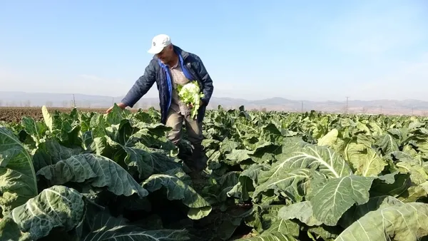 Koronavirüs nedeniyle fiyatı 5 kat arttı! Doğal şifa kaynağı - 2