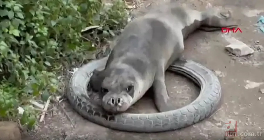 Akdeniz'de görmeye alışmıştık bu kez Balıkesir'de ortaya çıktı! Sokak ortasında görünce gözlerine inanamadılar! 1