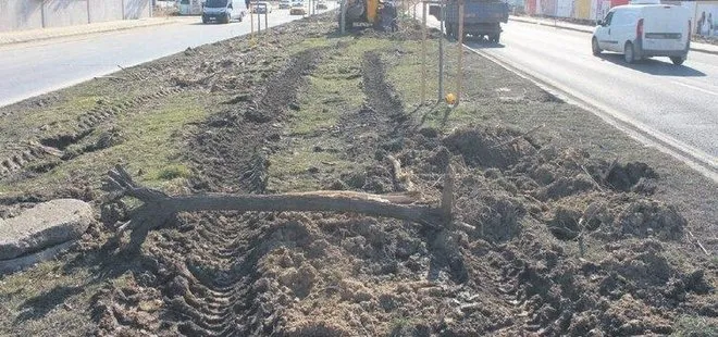 CHP’li belediyeler ağaç katliamına devam ediyor! İstanbul ve İzmir’den sonra şimdi de Tekirdağ...