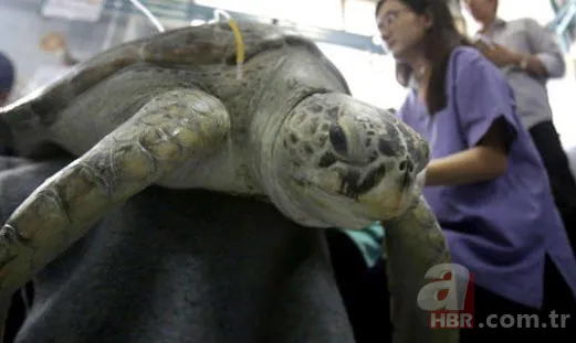 Karaya vuran balinanın karnından öyle bir şey çıktı ki... Akılalmaz olay 5