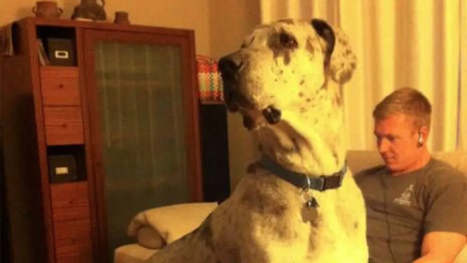 Köpekler kucak sever!