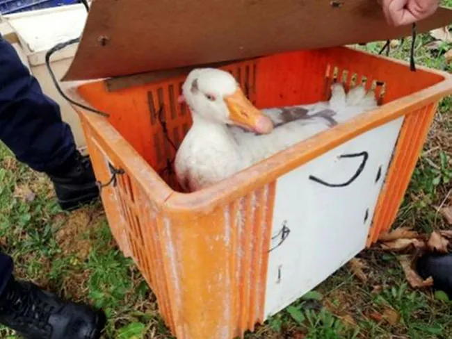 Zonguldak'ta "kaz dövüşü" baskınında 21 kişiye 45 bin lira ceza! 14 kaz korumaya alındı - 1