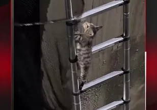 KENDİ KENDİNİ KURTARDI