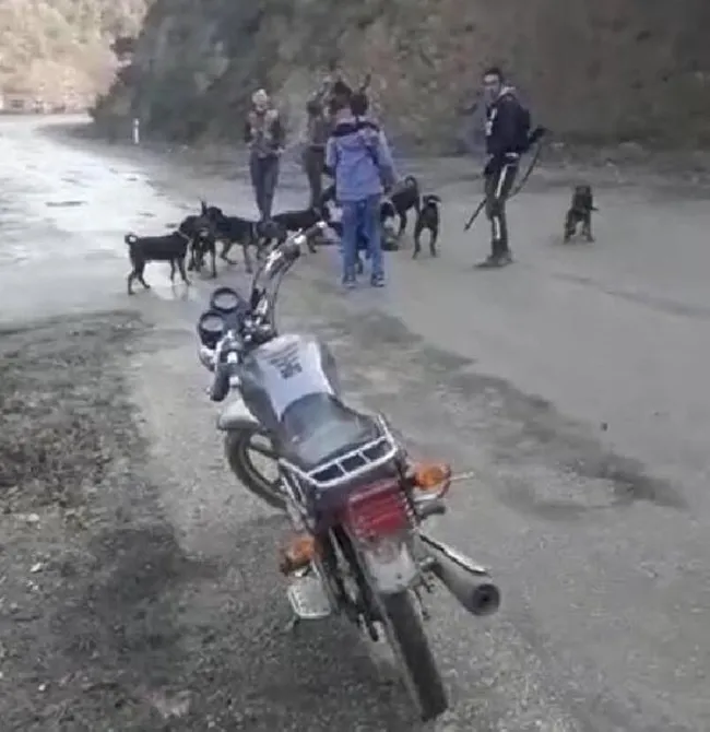 Denizli’de yaraladıkları yavru domuzu av köpeklerine parçalatan avcılara ceza - 2