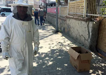 Kadıköy'ü arılar istila etti