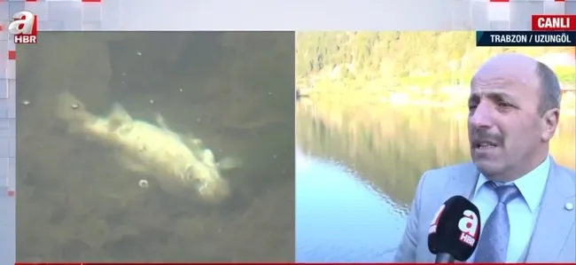 Uzungöl’de korkutan balık ölümleri! Turizm merkezinde neler oluyor?