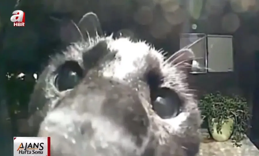 Evden kaçıp komşusunun kapısına dayandı! Öyle bir şey yaptı ki sosyal