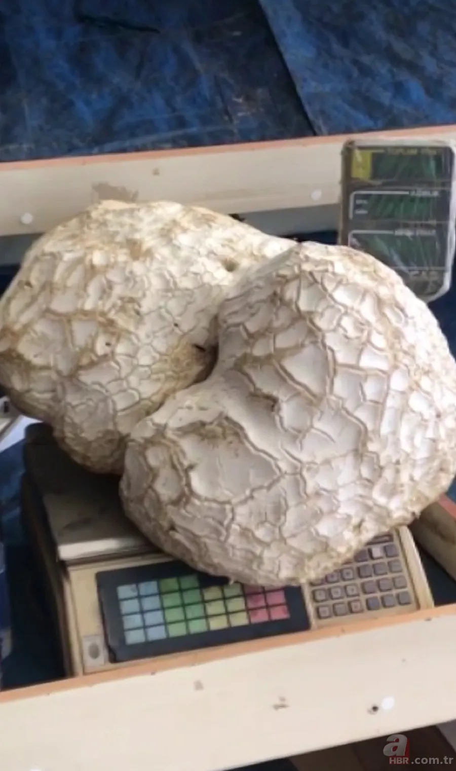 Sivas'ta yürüyüşe çıkan iki arkadaş buldu: Kaya sandılar gerçek bambaşka çıktı 5