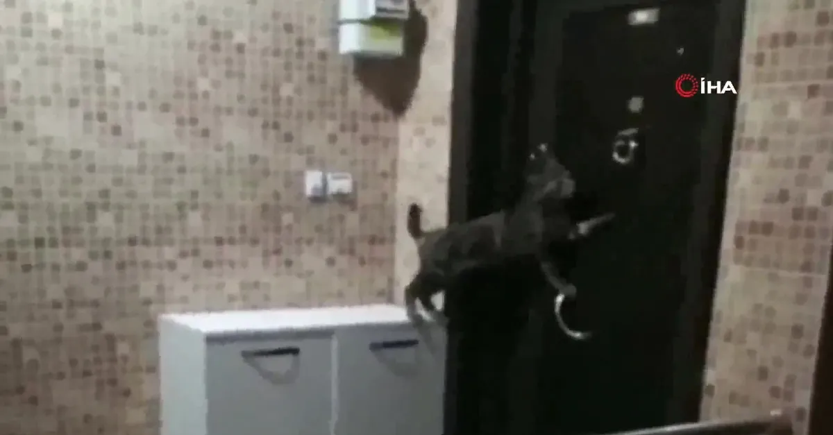 Kedi öyle bir şey yaptı ki! Görenler inanamadı