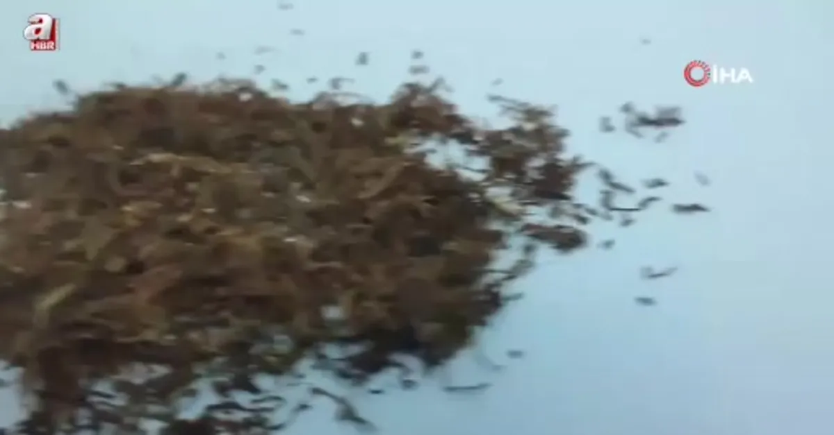 Şüpheli araçta bonzai ve esrar yakalandı