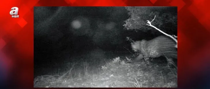 O ilimizde heyecanlandıran fotoğraf! Nesli tükendiği düşünülen Anadolu parsı görüntülendi