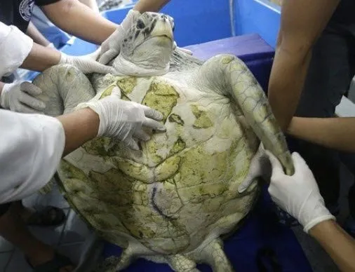 Balık tutan vatandaşlar kayaların arasında buldu! Caretta caretta deniz kaplumbağası...