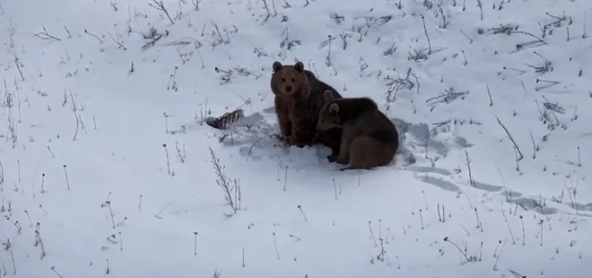Kars'ta ayıların dron ile sınavı