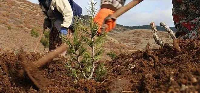 Tarım ve Orman Bakanı Bekir Pakdemirli 252 milyonuncu fidanı toprakla buluşturdu