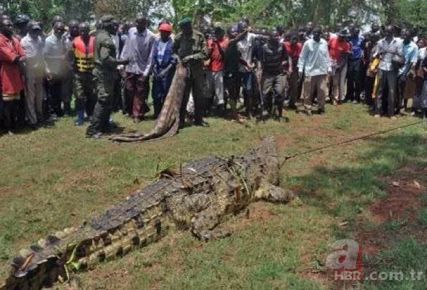 Kurt ve sansar aynı karede! Evin bahçesine girip… 🦡🆚 🐺 54