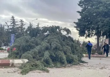 Amasya'da kuvvetli rüzgar çatıları uçurdu, ağaçları devirdi