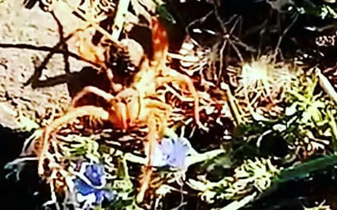 Son dakika: Böylesi görülmedi! Diyarbakır’da dev örümcek paniği |Video