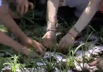 Marmara'da müsilajla biyolojik mücadele: Yüzer bitki adaları Bursa'da kuruldu