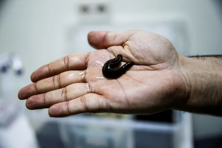 Sülüklerin nesli tükenme tehlikesiyle karşı karşıya! Uzmanlar uyardı…