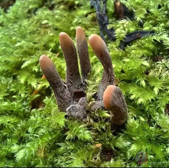 Ormanda yürüyüş yaparken karşısına çıktı! Ölü adamın parmakları kan dondurdu 11